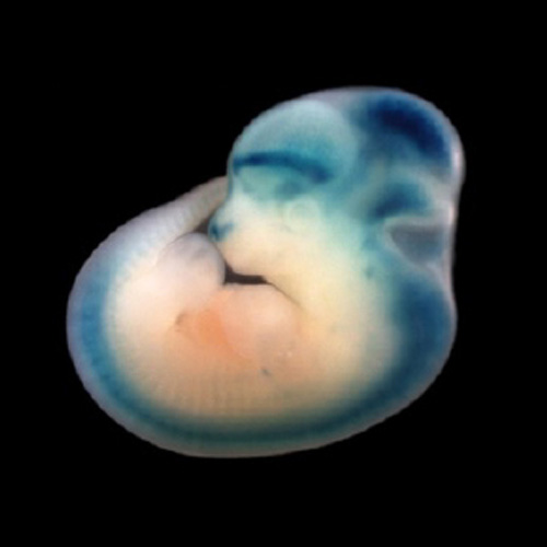 Research Embryo
